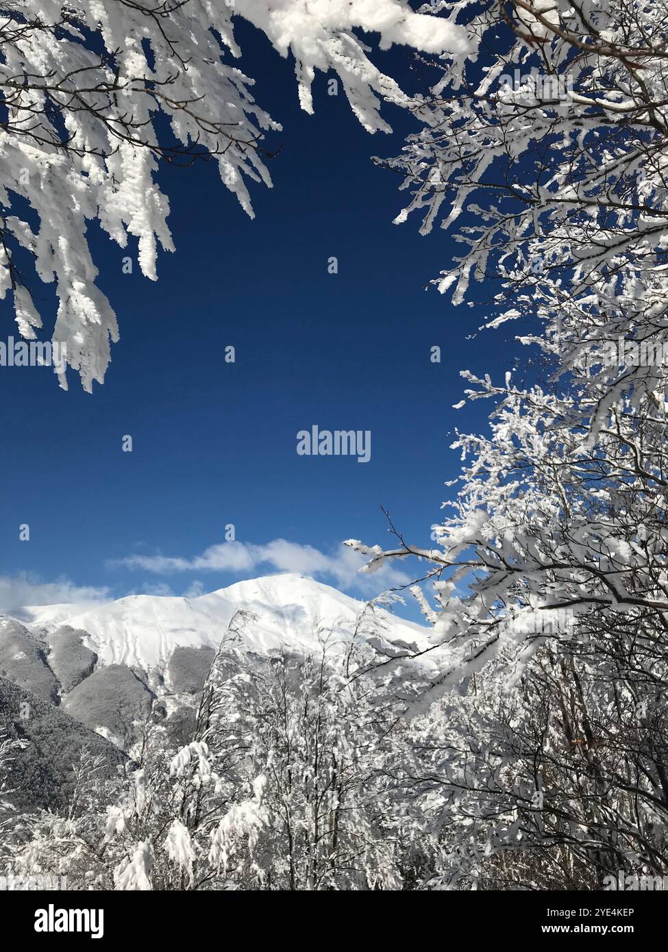 Immagine di un paesaggio invernale con alberi innevati e montagne Foto Stock