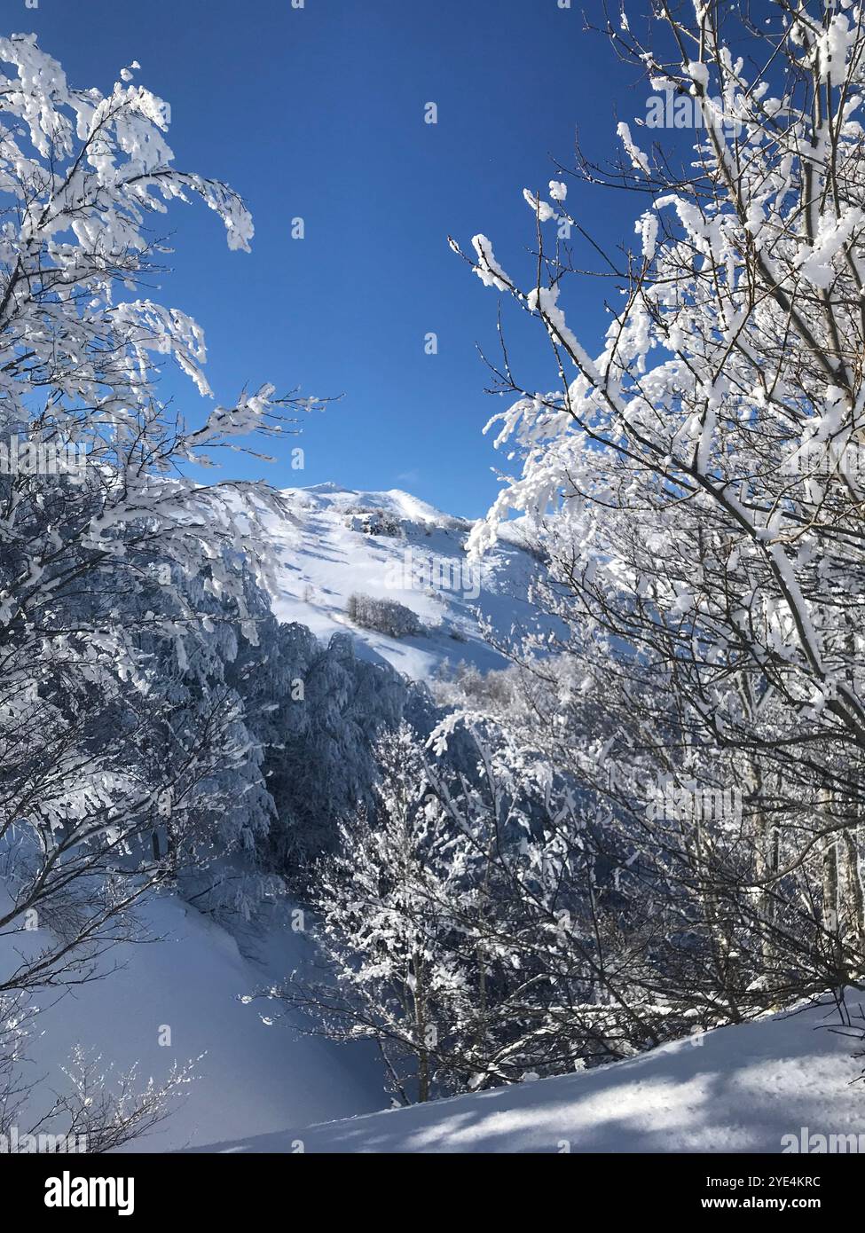 Immagine di un paesaggio invernale con alberi innevati e montagne Foto Stock