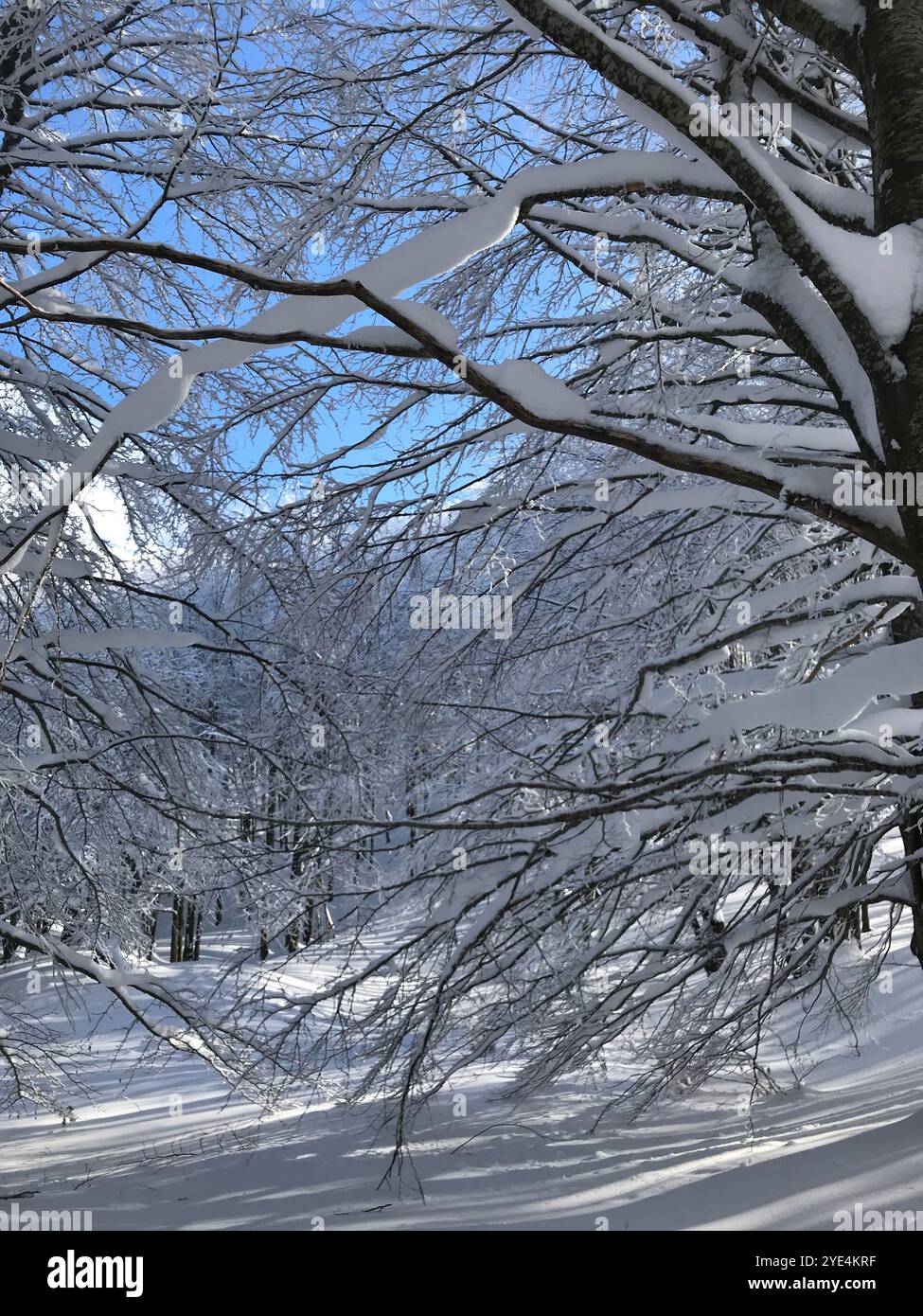 Immagine di un paesaggio invernale con alberi innevati e montagne Foto Stock
