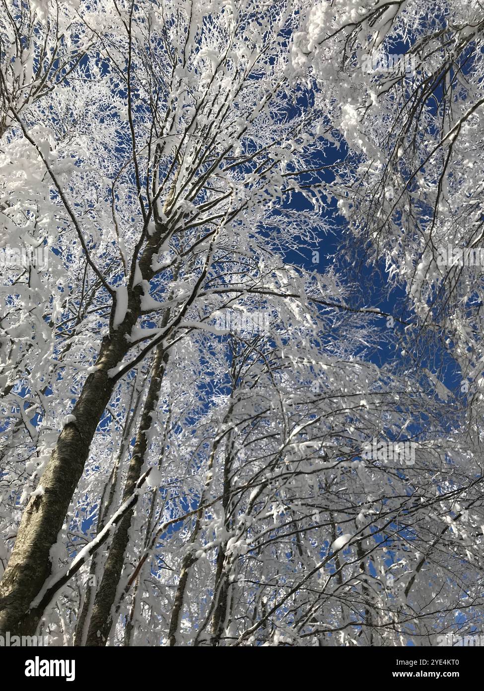 Immagine di un paesaggio invernale con alberi innevati e montagne Foto Stock