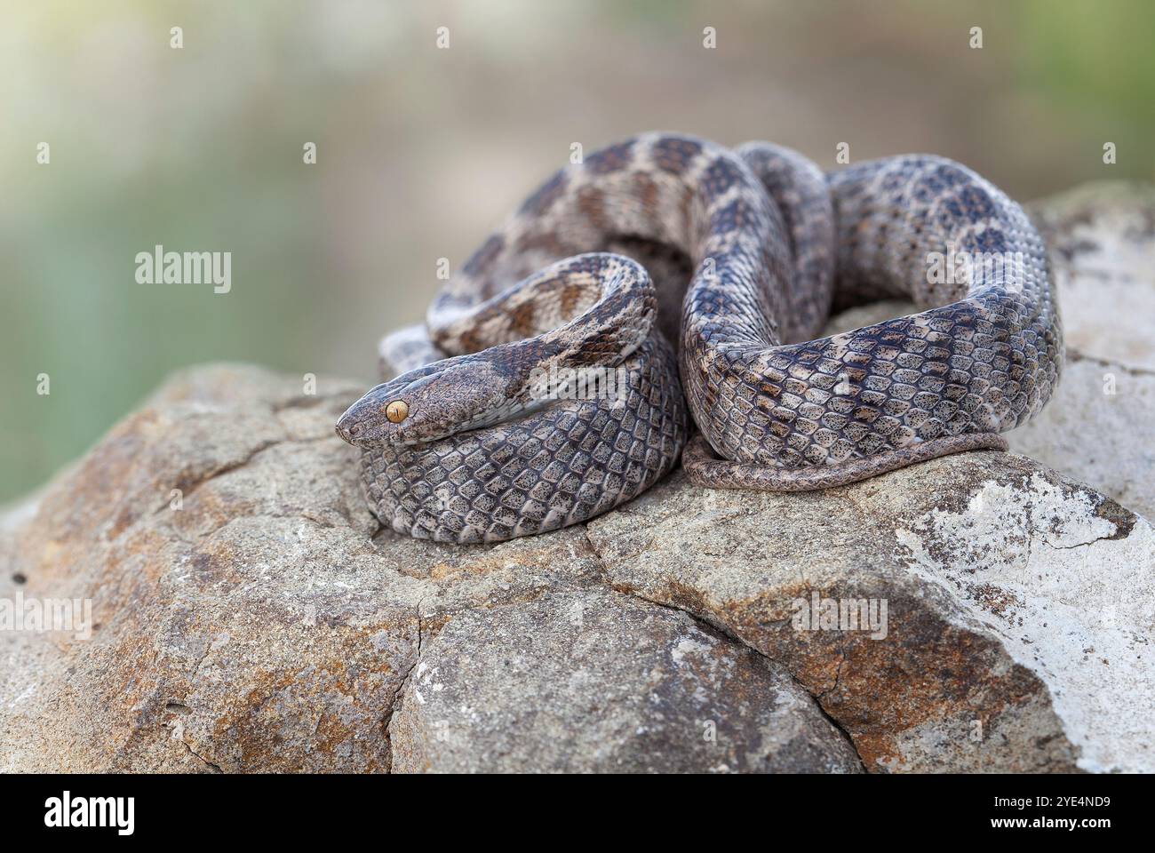 Il serpente gatto europeo (Telescopus fallax) è un serpente colubrificato non velenoso endemico delle regioni del Mediterraneo e del Caucaso. Foto Stock