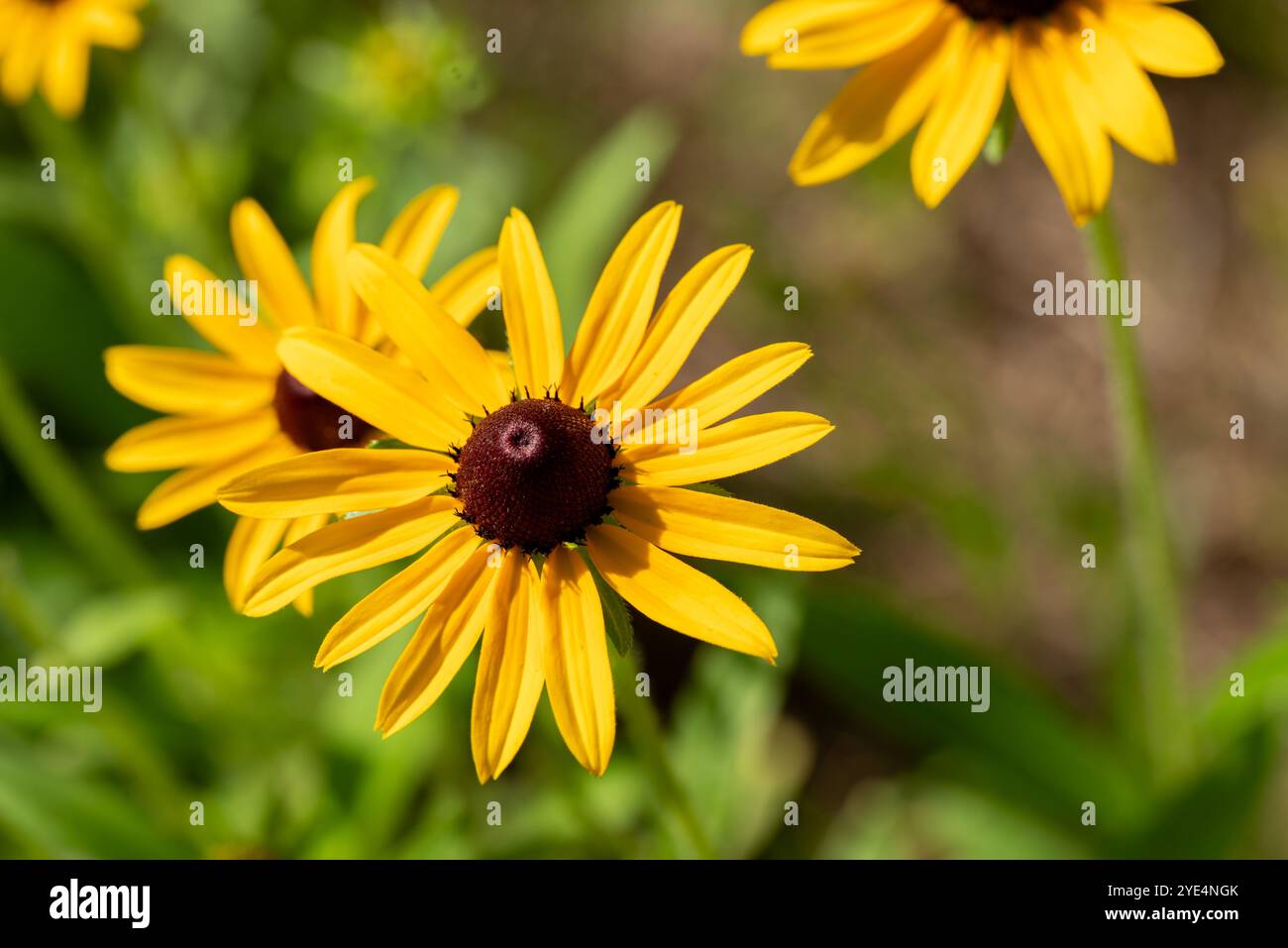 Gruppo di fiori susan dagli occhi neri in una calda giornata estiva. Foto Stock