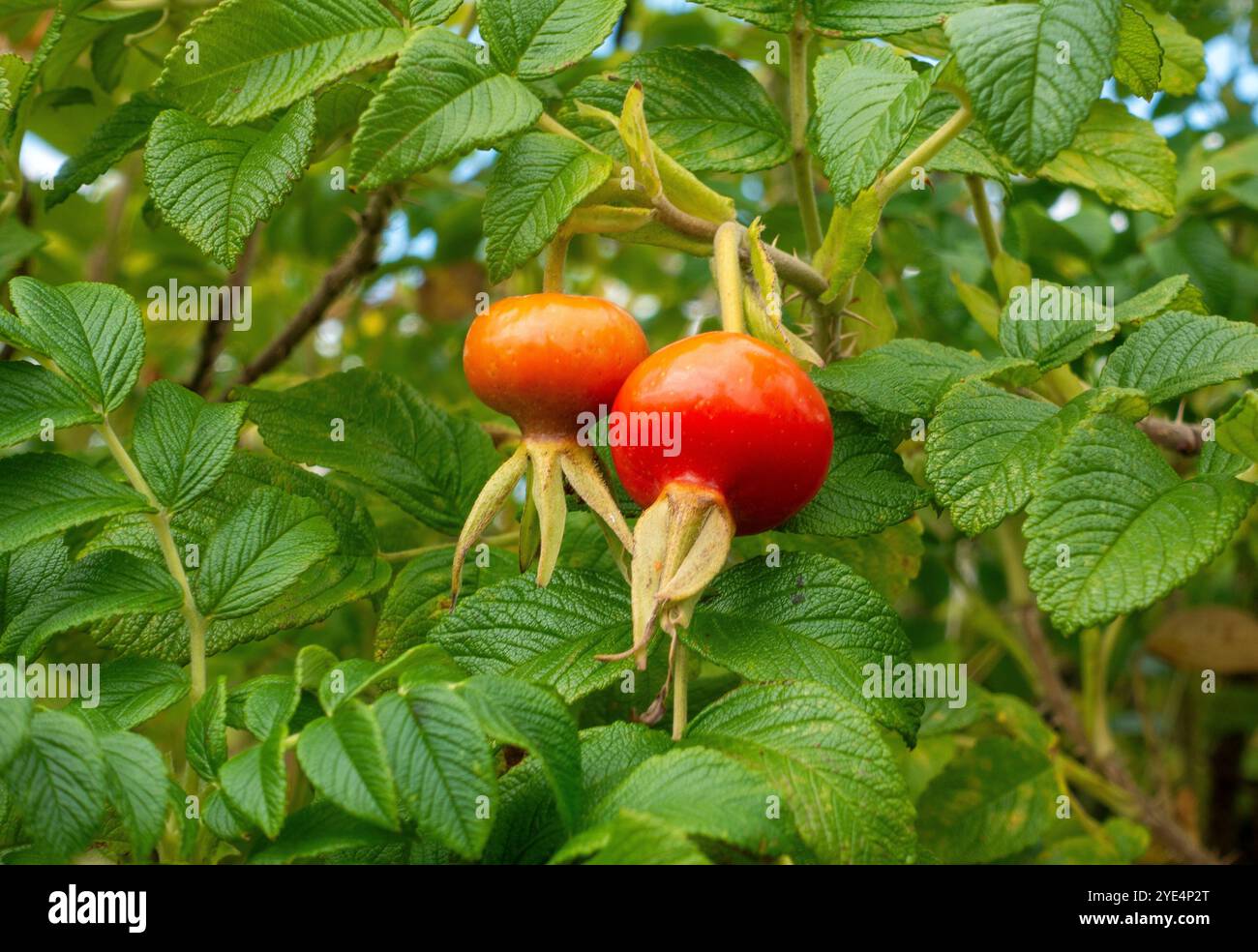 Adagiato tra una fitta vegetazione lucida, due rosa rosa rosa fianchi sono aggraziatamente appesi ai rami di un cespuglio di Rosa Rugosa Foto Stock