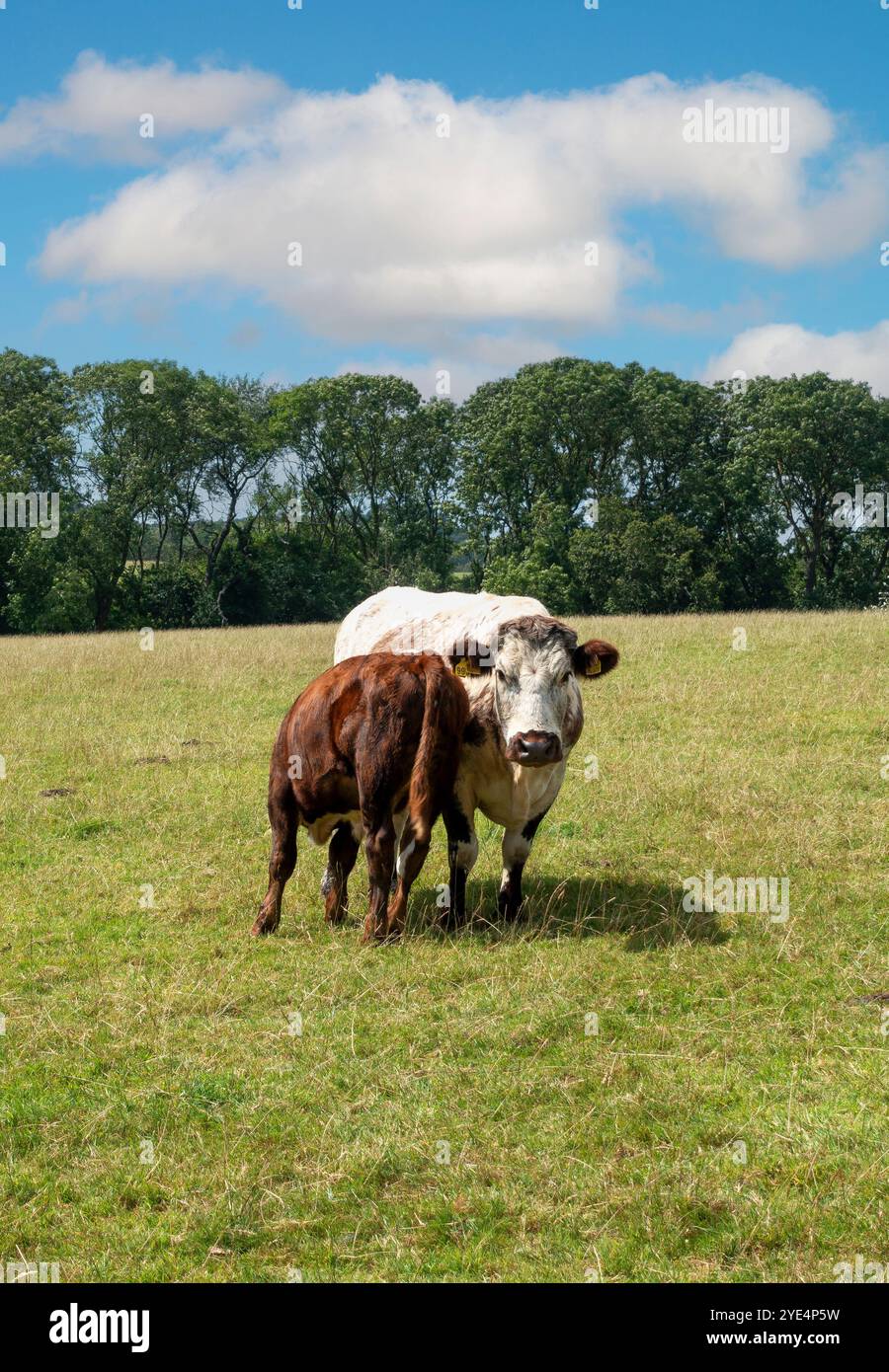 Nel cuore del Dorset, un affascinante vitello di toro pascolerà accanto alla madre, tra i verdeggianti pascoli di Kimmeridge a Purbeck, Dorset, Inghilterra, Regno Unito Foto Stock