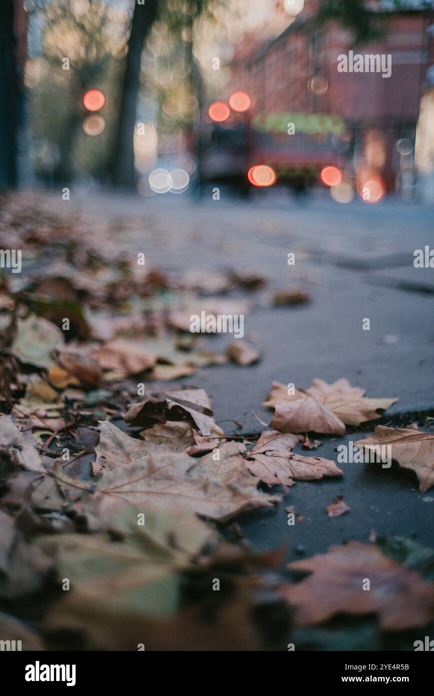 foglie autunnali sparse sulla strada della città, che si illuminano sotto la luce soffusa della sera, creando un'atmosfera poetica urbana autunnale. Foto Stock
