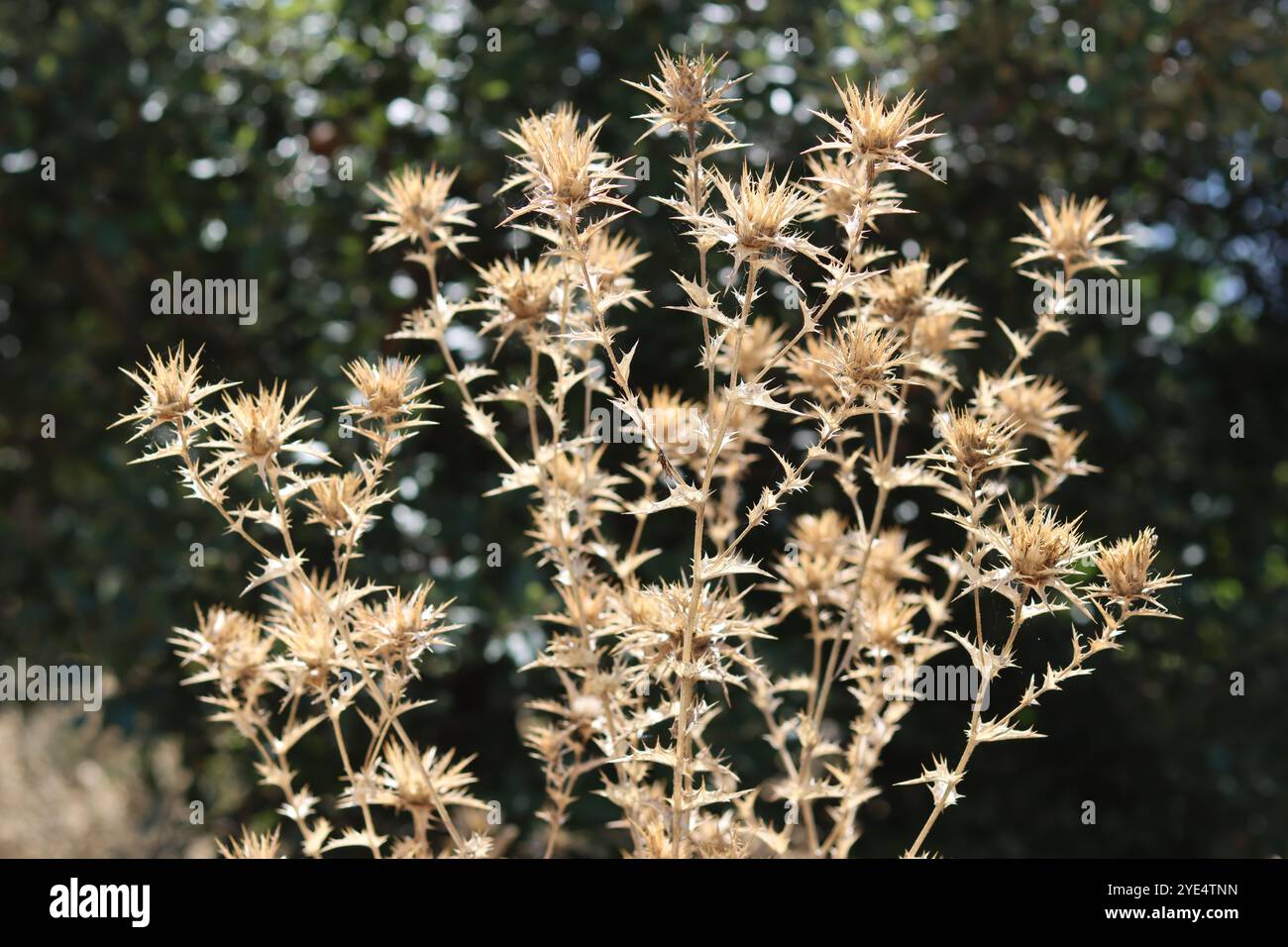 I semi di Cardo si dirigono dopo la fioritura, in un prato di campagna Foto Stock