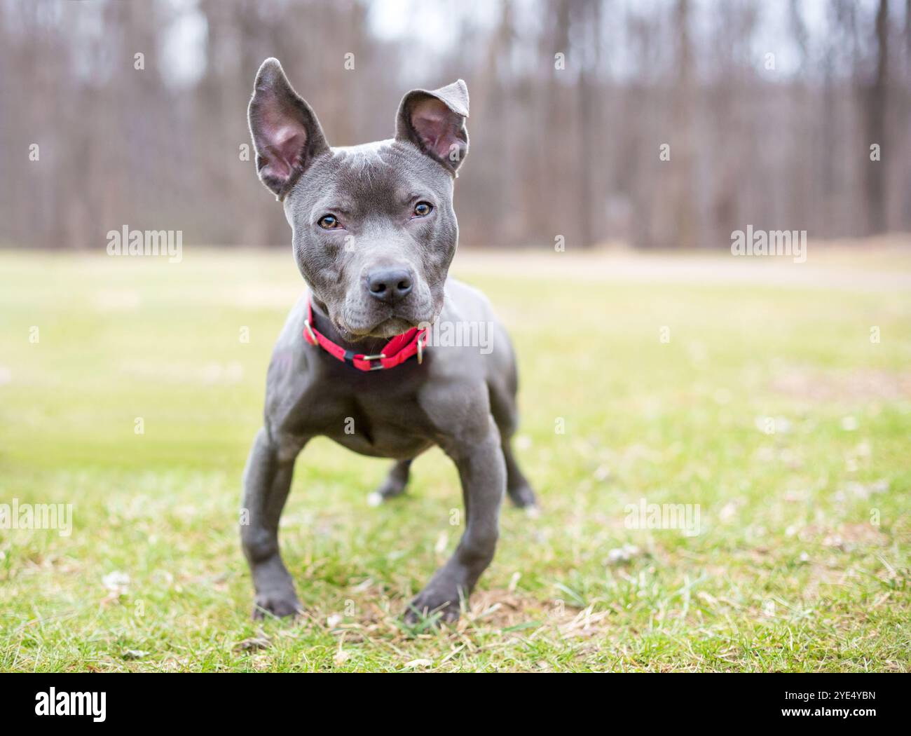 Un cane grigio di razza mista Pit Bull Terrier con gambe ad arco all'aperto Foto Stock