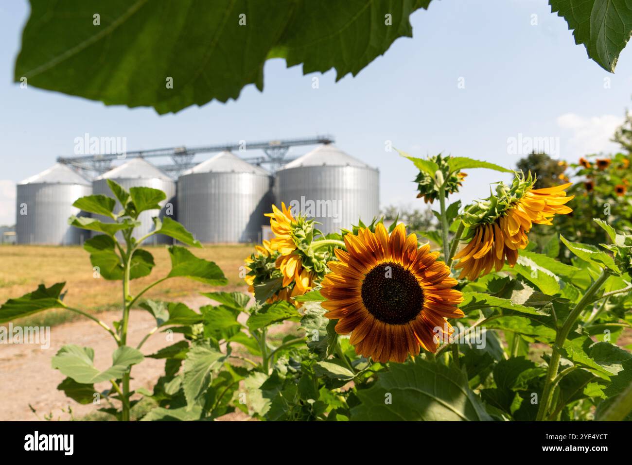Girasole su sfondo di silos agricoli, elevatore cereali per lo stoccaggio e l'essiccazione dei cereali. Foto Stock