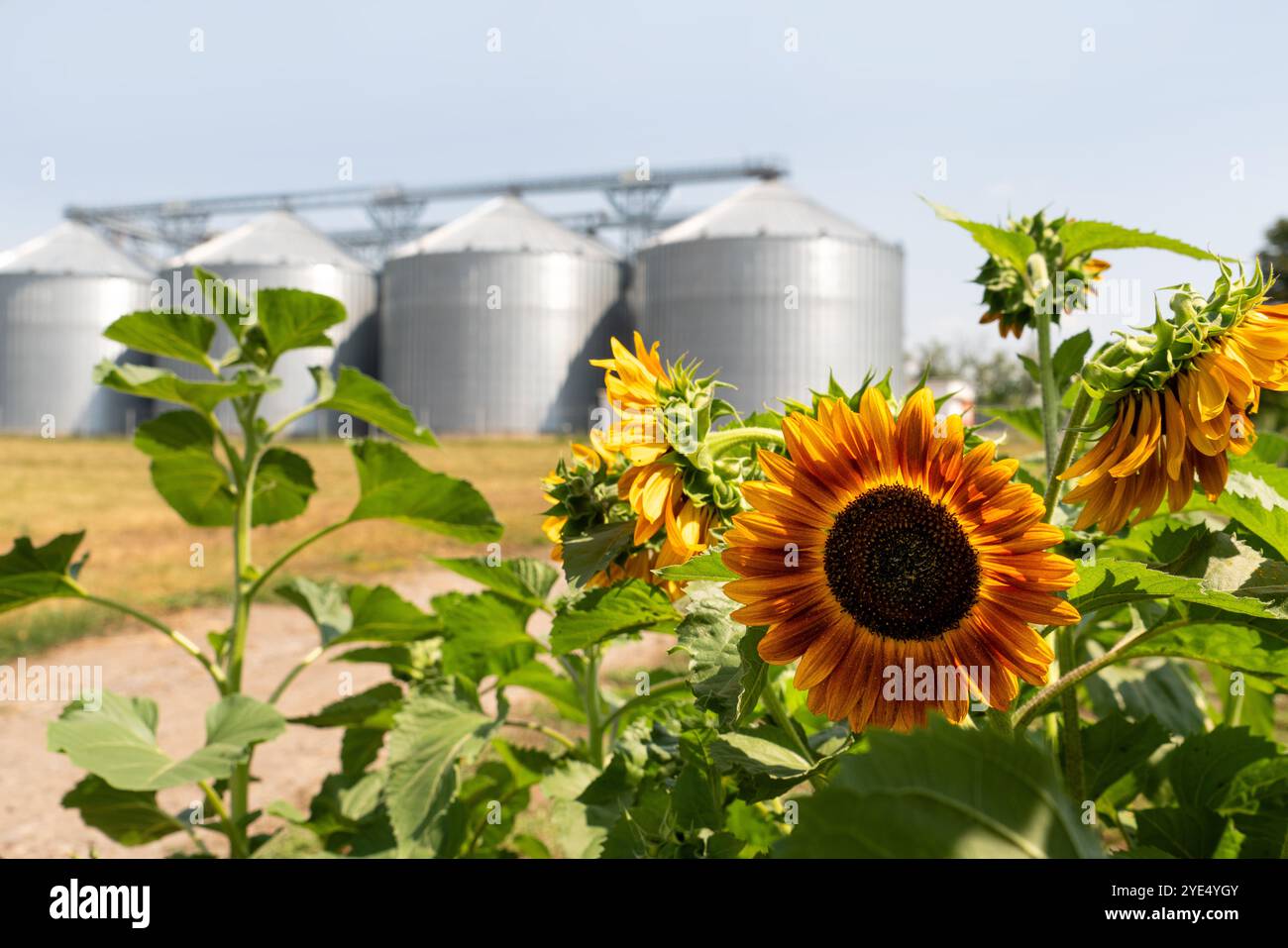 Girasole su sfondo di silos agricoli, elevatore cereali per lo stoccaggio e l'essiccazione dei cereali. Foto Stock