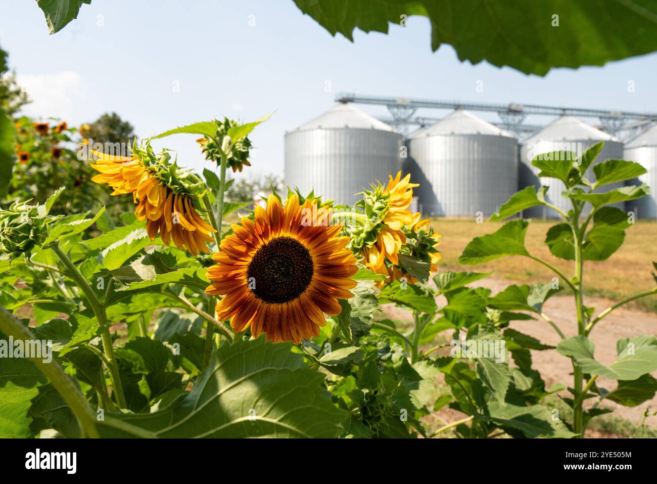 Girasole su sfondo di silos agricoli, elevatore cereali per lo stoccaggio e l'essiccazione dei cereali. Foto Stock