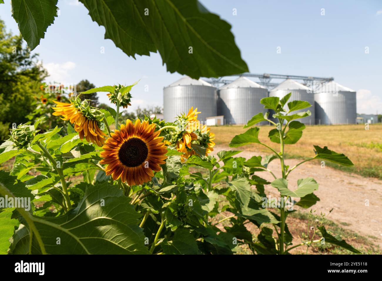 Girasole su sfondo di silos agricoli, elevatore cereali per lo stoccaggio e l'essiccazione dei cereali. Foto Stock