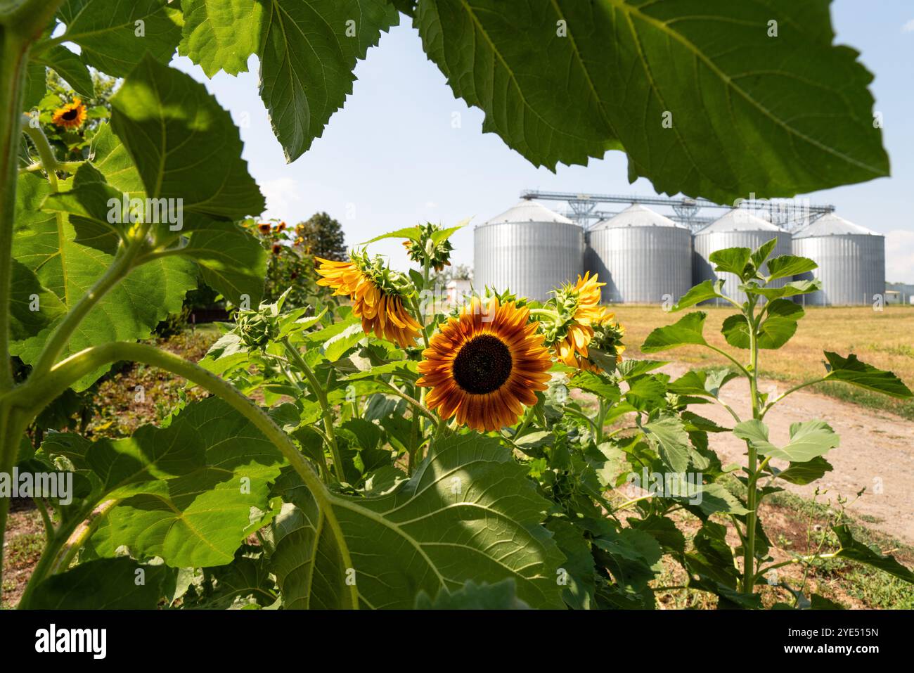 Girasole su sfondo di silos agricoli, elevatore cereali per lo stoccaggio e l'essiccazione dei cereali. Foto Stock