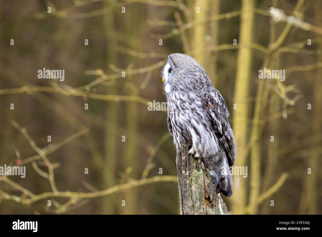 Grande gufo grigio, Strix nebulosa, caccia agli uccelli, seduto su un vecchio tronco d'albero, ritratto di grande gufo. Natura selvaggia. Foto Stock