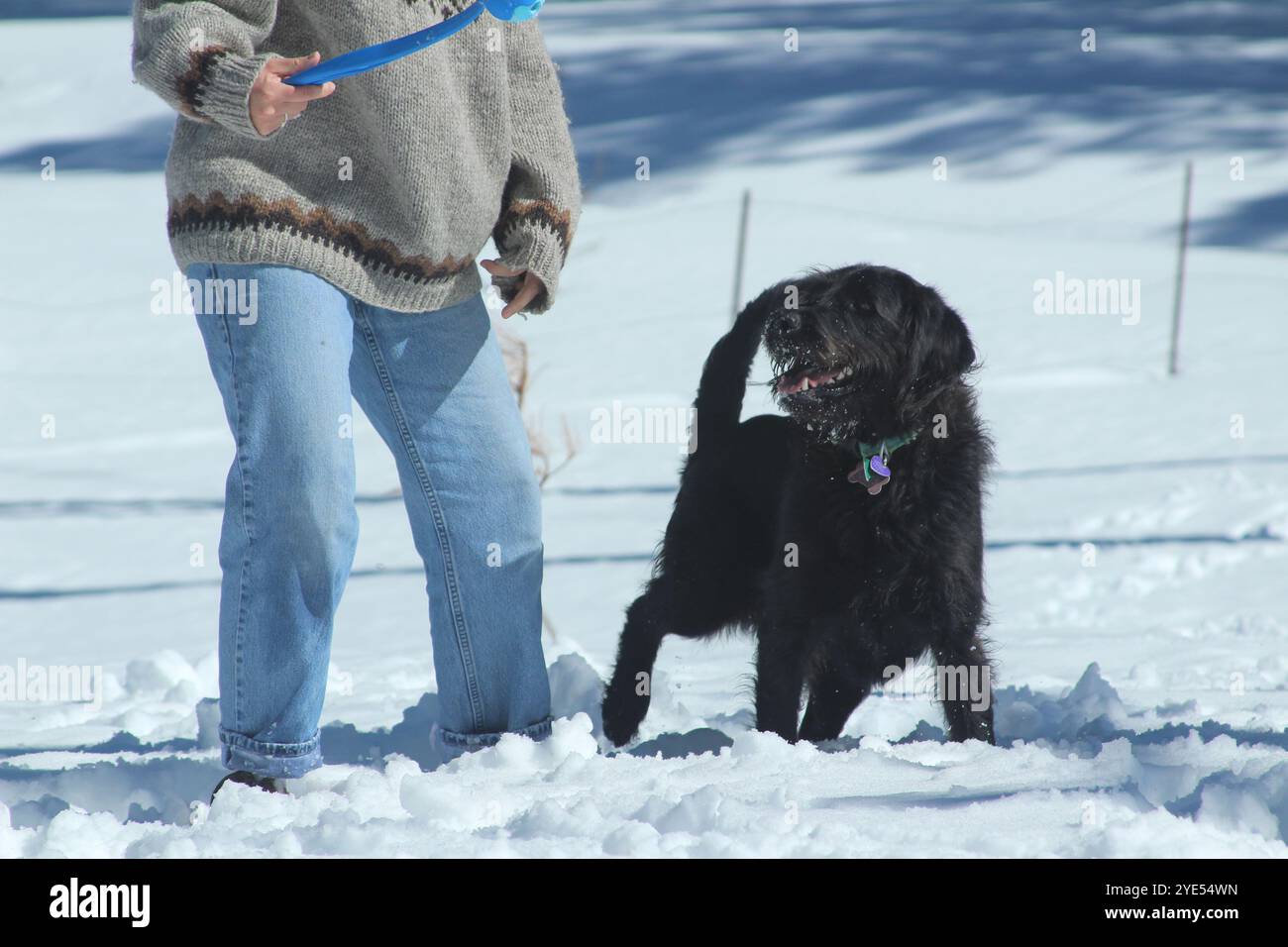 labradoodle gioca con il proprietario Foto Stock