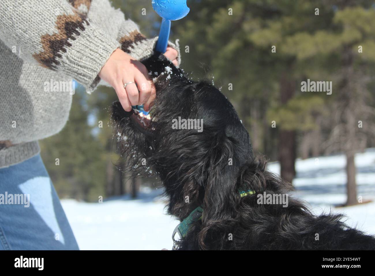 labradoodle gioca con il proprietario Foto Stock