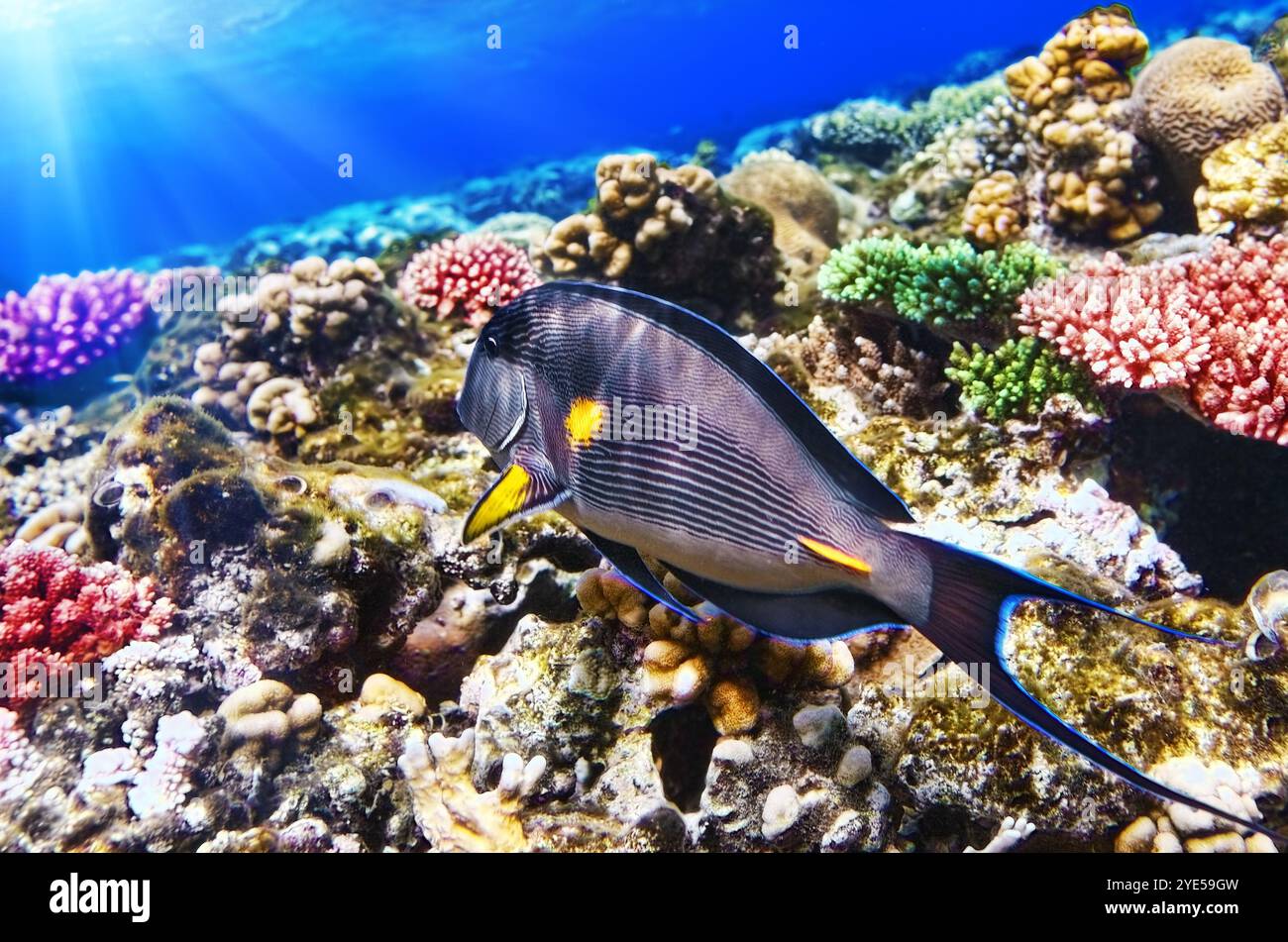 Corallo e pesce-chirurgo nel Mare Rosso. Egitto, Africa Foto Stock