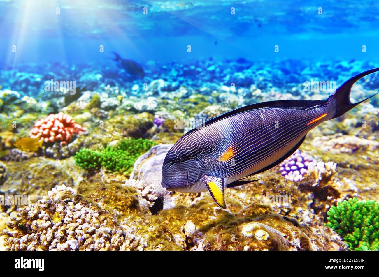 Corallo e pesce-chirurgo nel Mare Rosso. Egitto, Africa Foto Stock