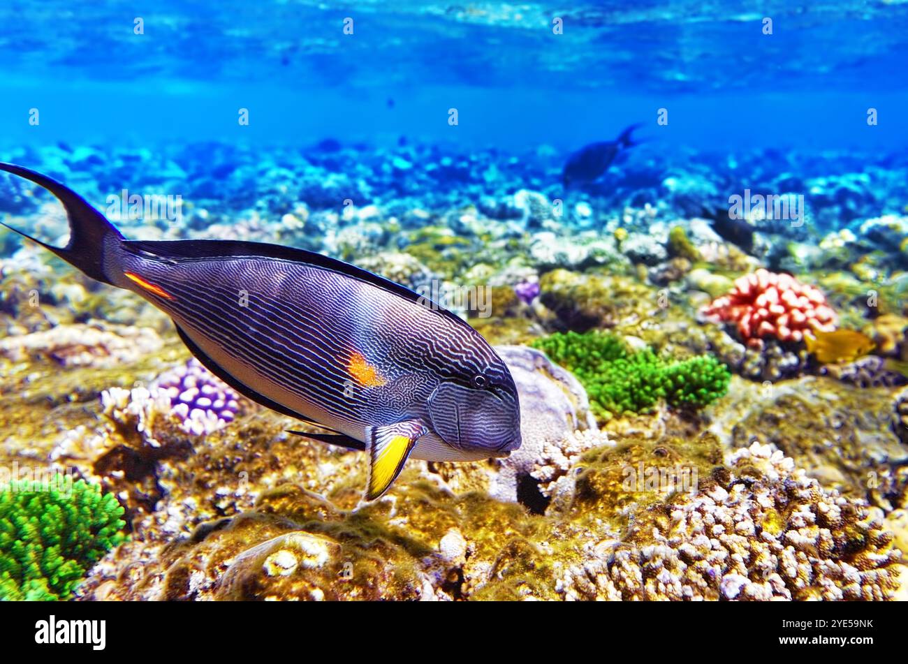 Corallo e pesce-chirurgo nel Mare Rosso. Egitto, Africa Foto Stock