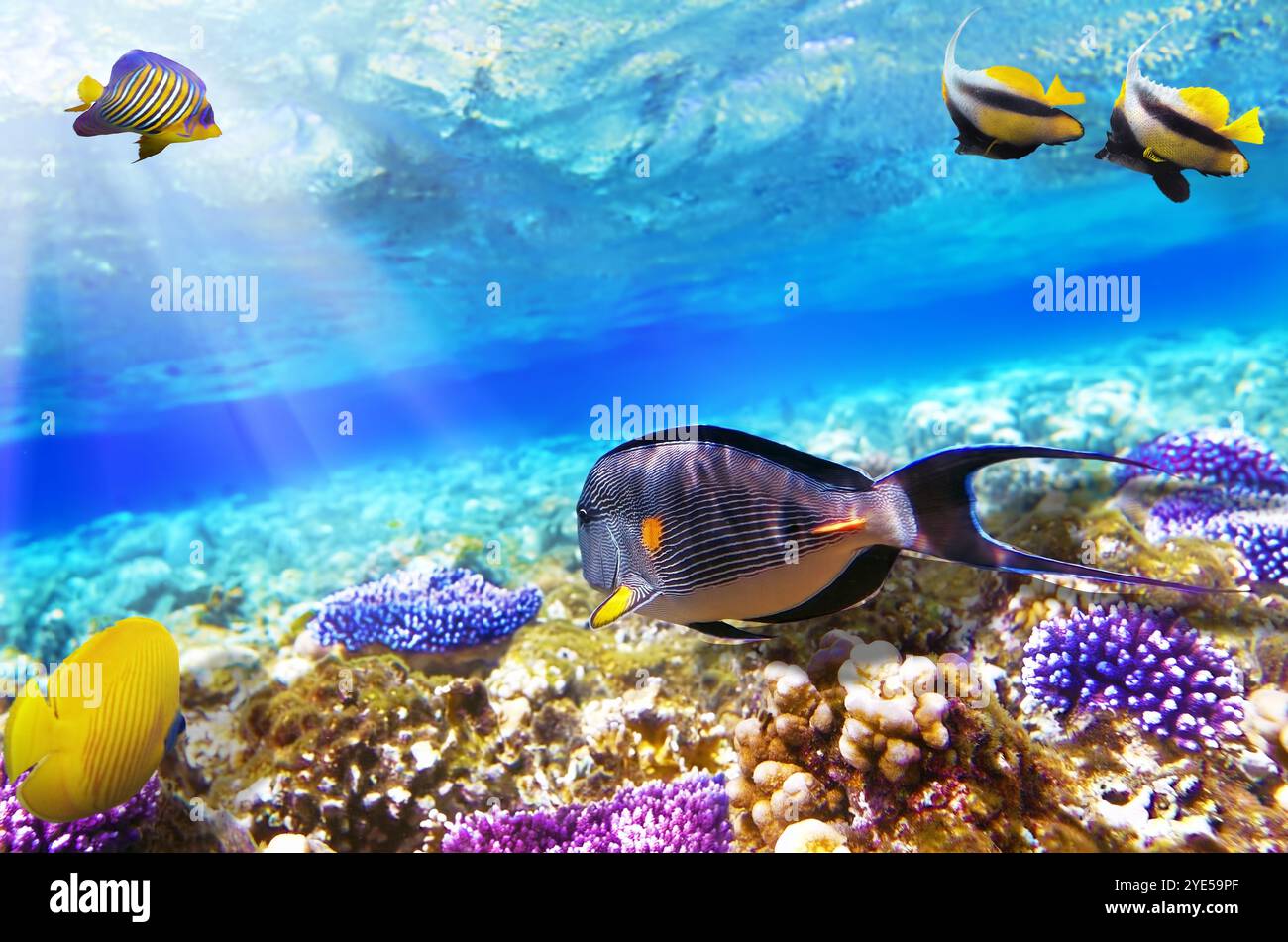 Corallo e pesce-chirurgo nel Mare Rosso. Egitto, Africa Foto Stock