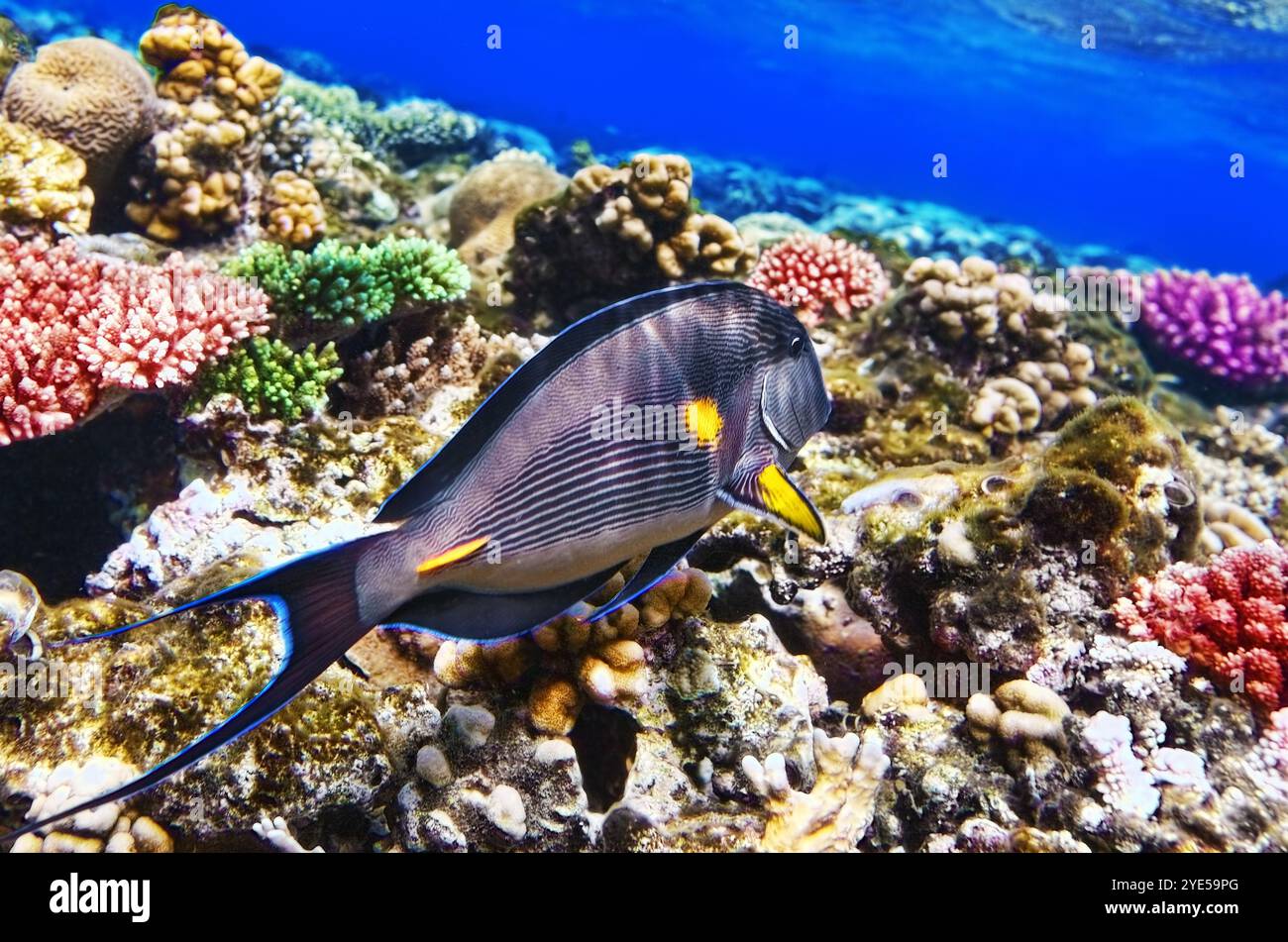 Corallo e pesce-chirurgo nel Mare Rosso. Egitto, Africa Foto Stock