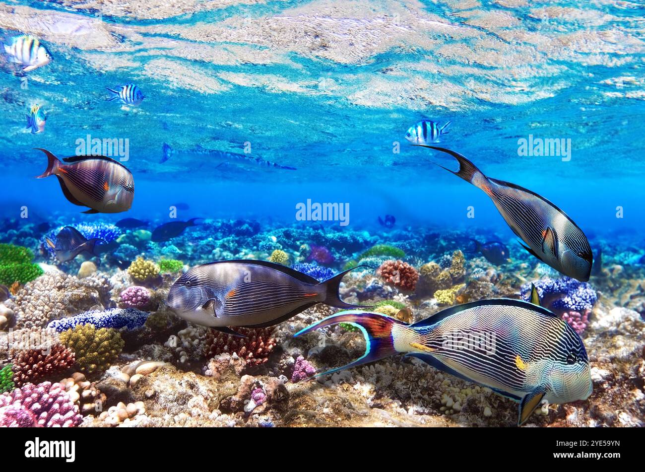 Corallo e pesce-chirurgo nel Mare Rosso. Egitto, Africa Foto Stock