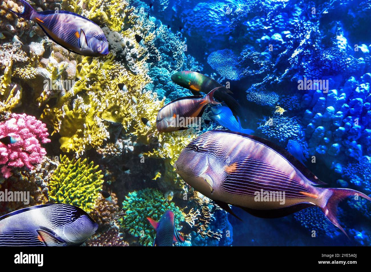 Corallo e pesce-chirurgo nel Mare Rosso. Egitto, Africa Foto Stock