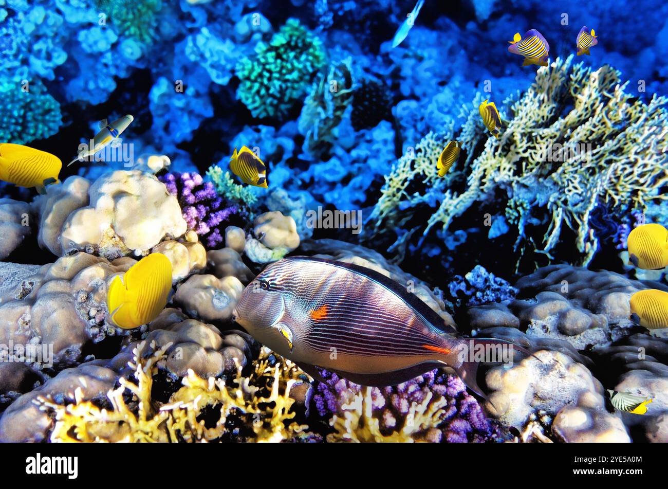 Corallo e pesce-chirurgo nel Mare Rosso. Egitto, Africa Foto Stock