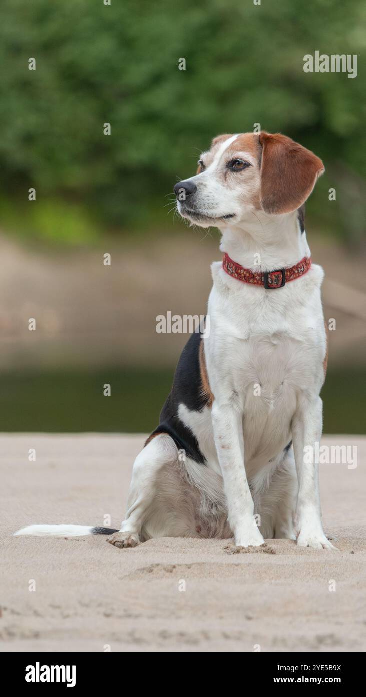 Ritratto di un cane Beagle seduto sulla sabbia Foto Stock