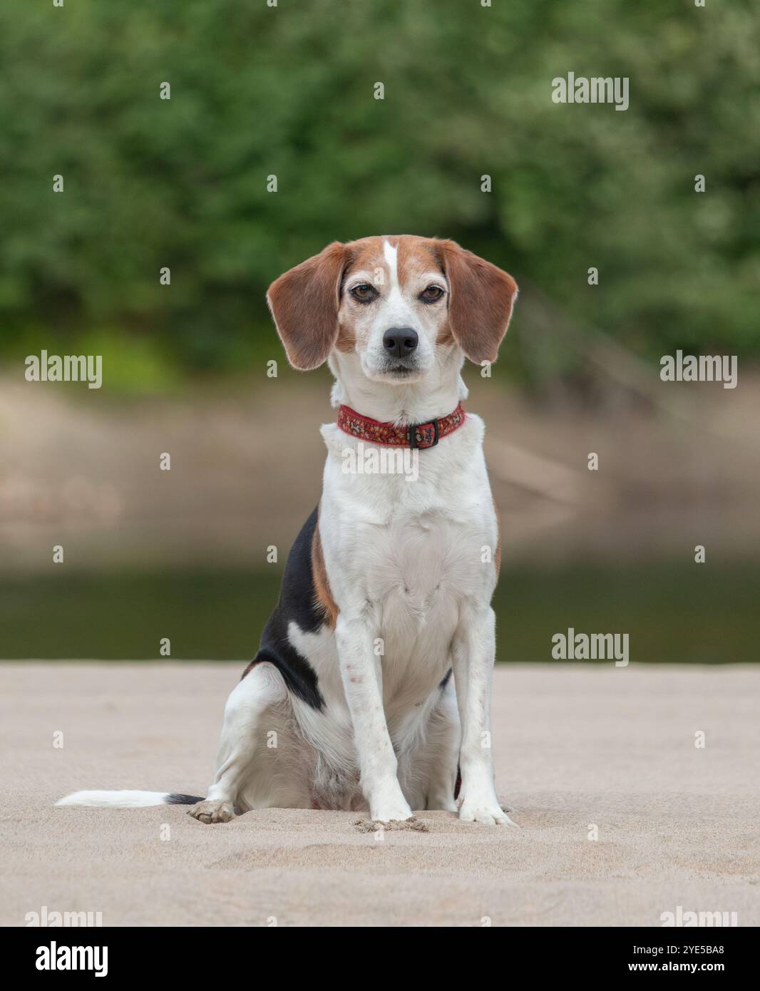 Ritratto di un cane beagle all'aperto in estate. Foto Stock