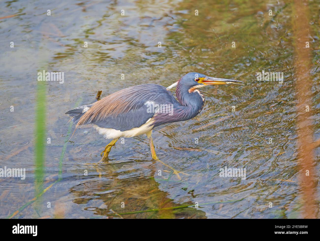 Tricolore con un pesce nel suo Bill al Port Aransas Birding Center in Texas Foto Stock