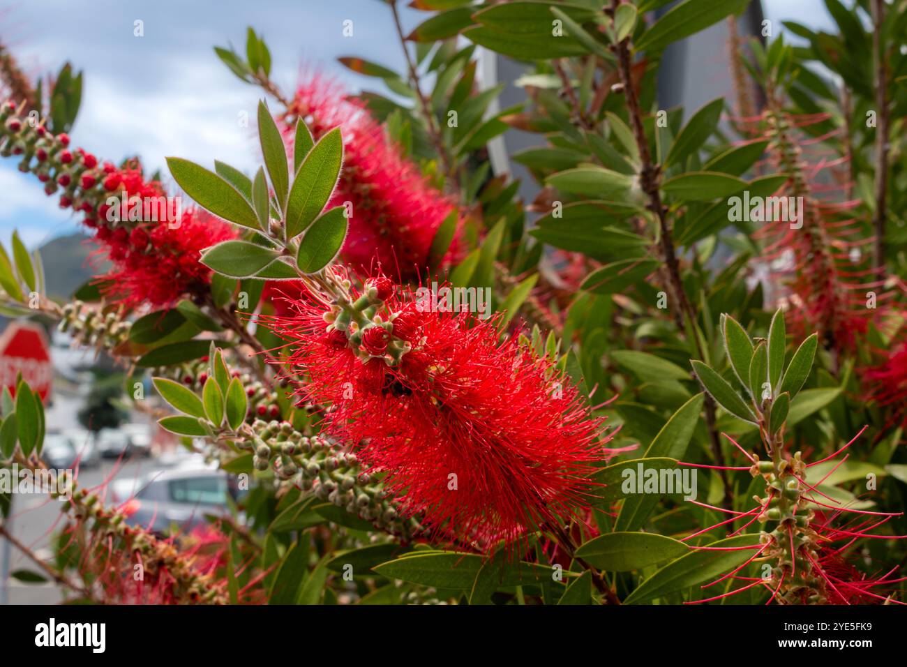 Fiori rossi e foglie verdi fresche di Melaleuca, che crescono all'aperto. Madeira, Portogallo. Foto Stock