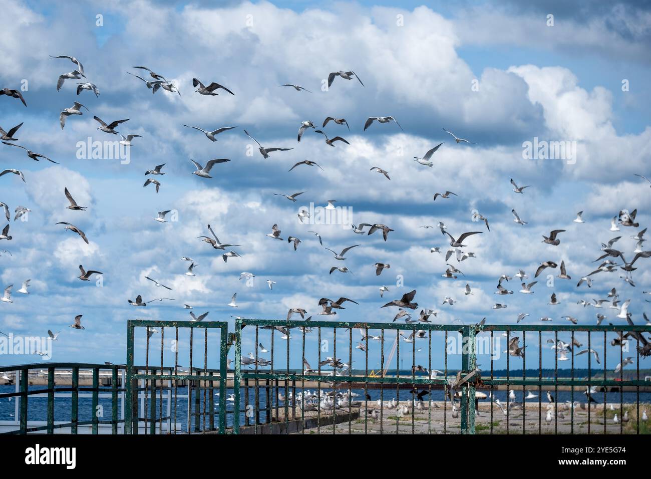 Un gregge di gabbiani vola sopra una ringhiera di metallo verde ai margini di un molo, circondato da acque calme e da cieli dinamici e pieni di nuvole nella A. Foto Stock