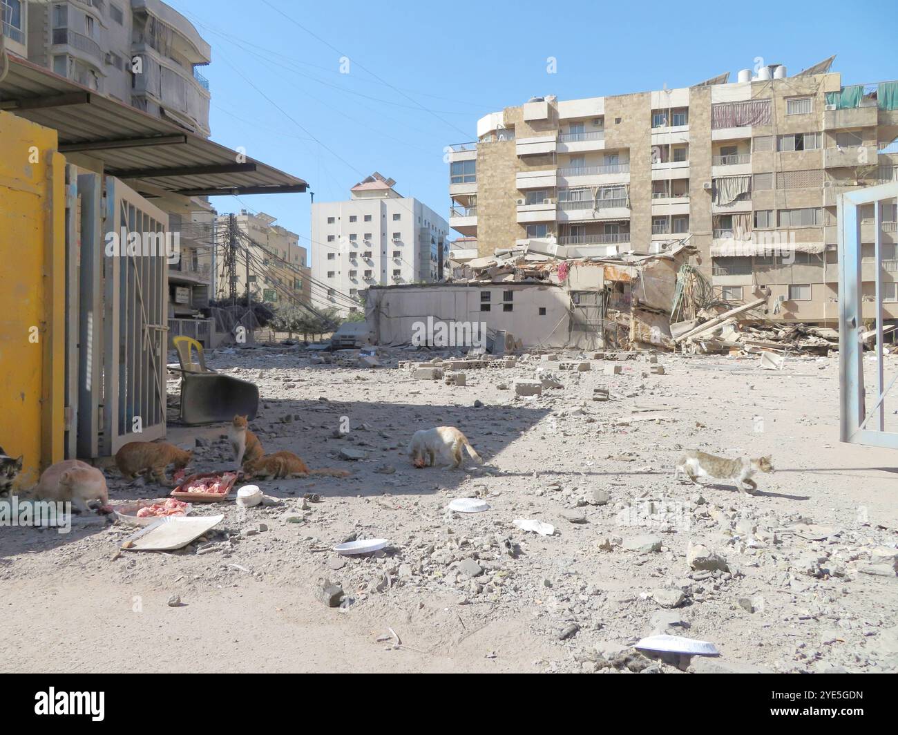 Beirut, Libano. 29 ottobre 2024. I gatti si soffermano sulle rovine di un edificio distrutto da uno sciopero israeliano a Haret Hreik, Dahiyeh (sobborghi meridionali di Beirut), Libano, ottobre 29 2024. (Foto di Elisa Gestri/Sipa USA) credito: SIPA USA/Alamy Live News Foto Stock