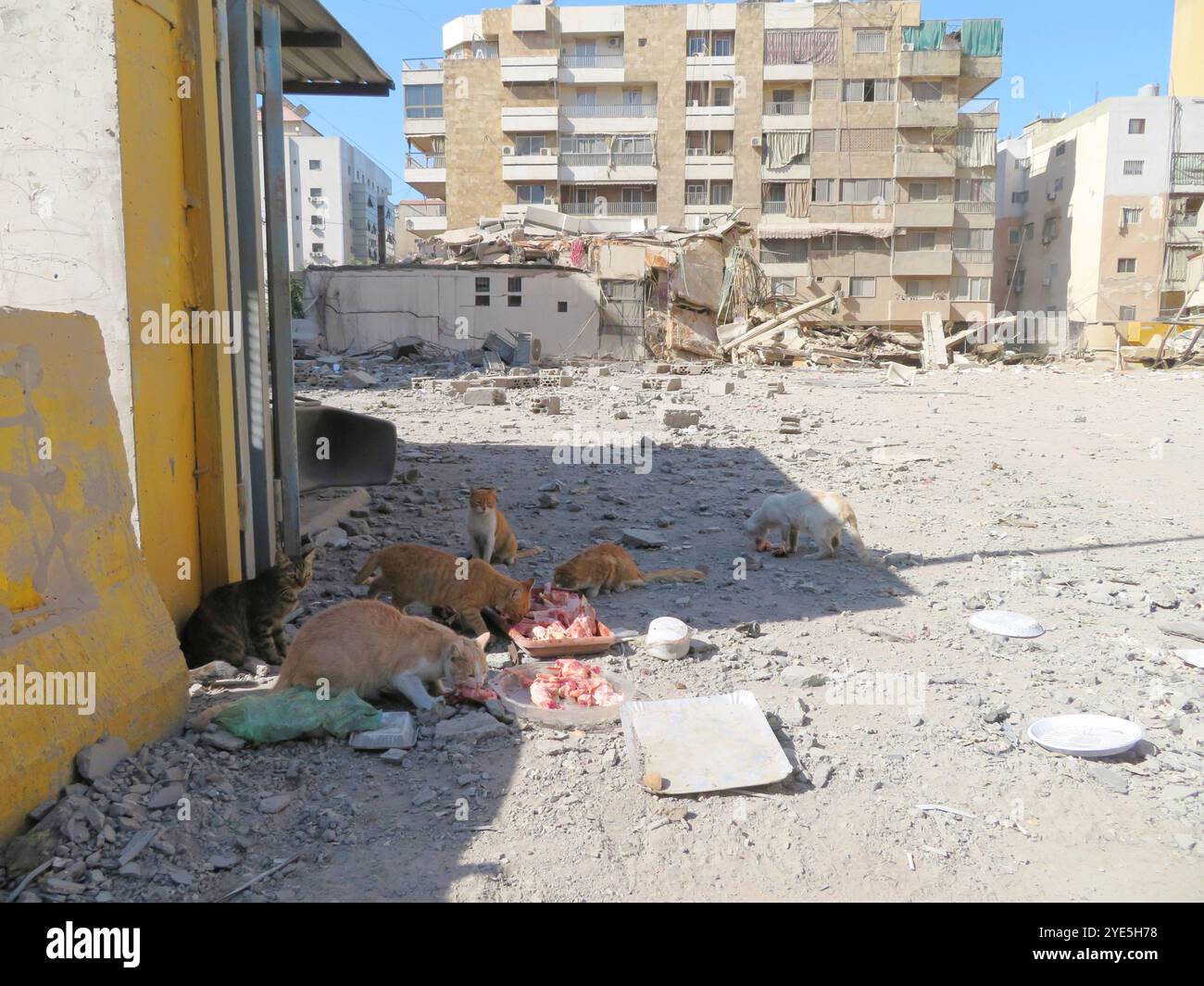 Beirut, Libano. 29 ottobre 2024. I gatti si soffermano sulle rovine di un edificio distrutto da uno sciopero israeliano a Haret Hreik, Dahiyeh (sobborghi meridionali di Beirut), Libano, ottobre 29 2024. (Foto di Elisa Gestri/Sipa USA) credito: SIPA USA/Alamy Live News Foto Stock