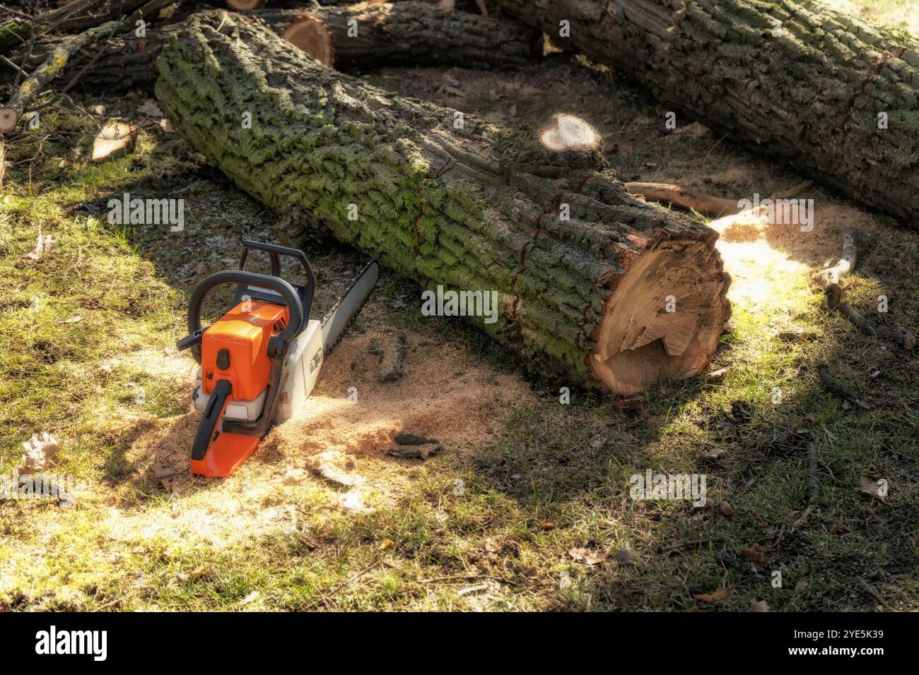 Motosega a terra vicino a un tronco di albero tagliato. Arborista. Arboricoltura. Foto Stock