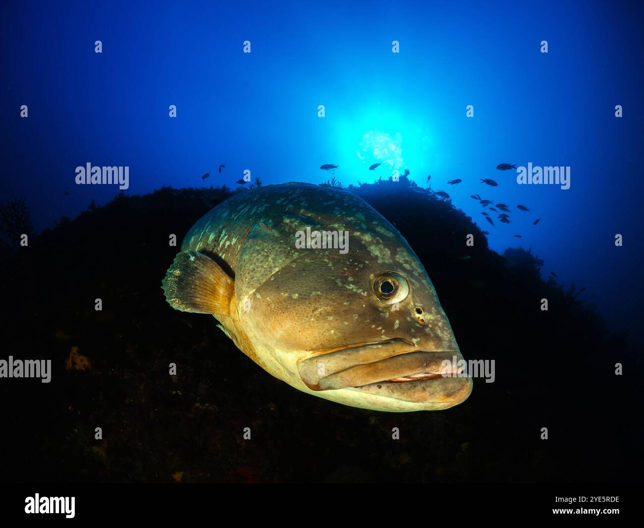 Primo piano della grotta di Dusky Epinephelous marginatus nel Mar Mediterraneo nelle Isole Medes su sfondo blu che guarda la fotocamera Foto Stock