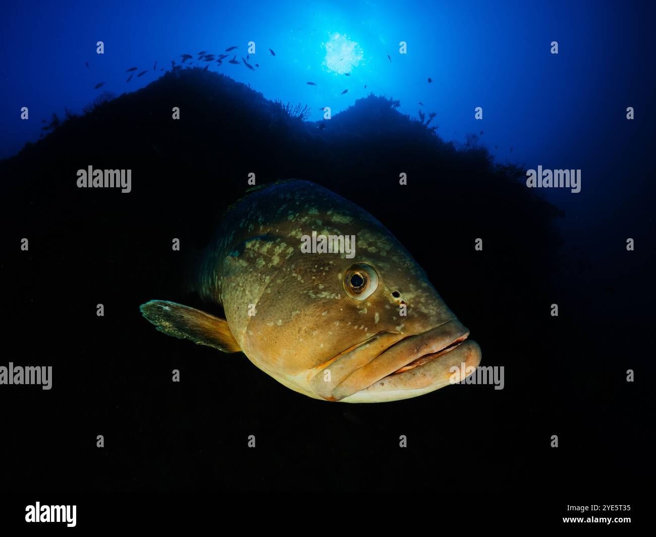 Primo piano della grotta di Dusky Epinephelous marginatus nel Mar Mediterraneo nelle Isole Medes su sfondo blu che guarda la fotocamera Foto Stock