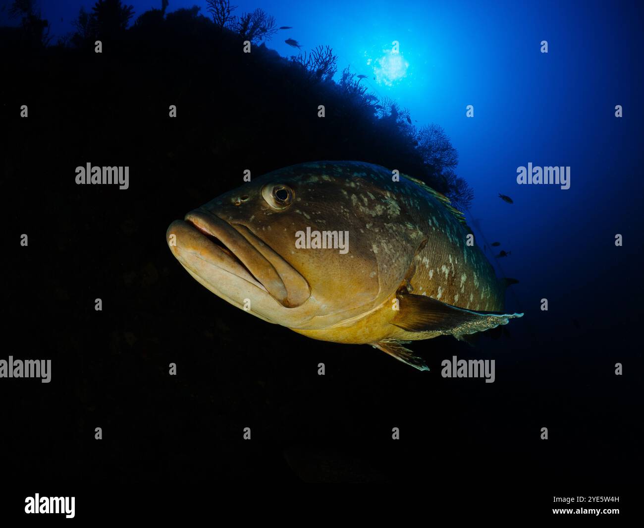 Primo piano della grotta di Dusky Epinephelous marginatus nel Mar Mediterraneo nelle Isole Medes su sfondo blu che guarda la fotocamera Foto Stock