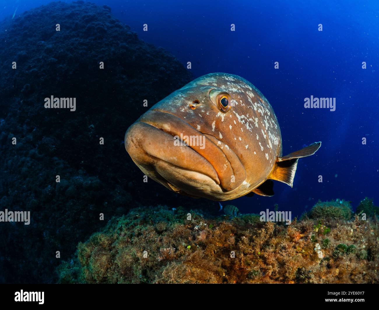 Primo piano della grotta di Dusky Epinephelous marginatus nel Mar Mediterraneo nelle Isole Medes su sfondo blu che guarda la fotocamera Foto Stock