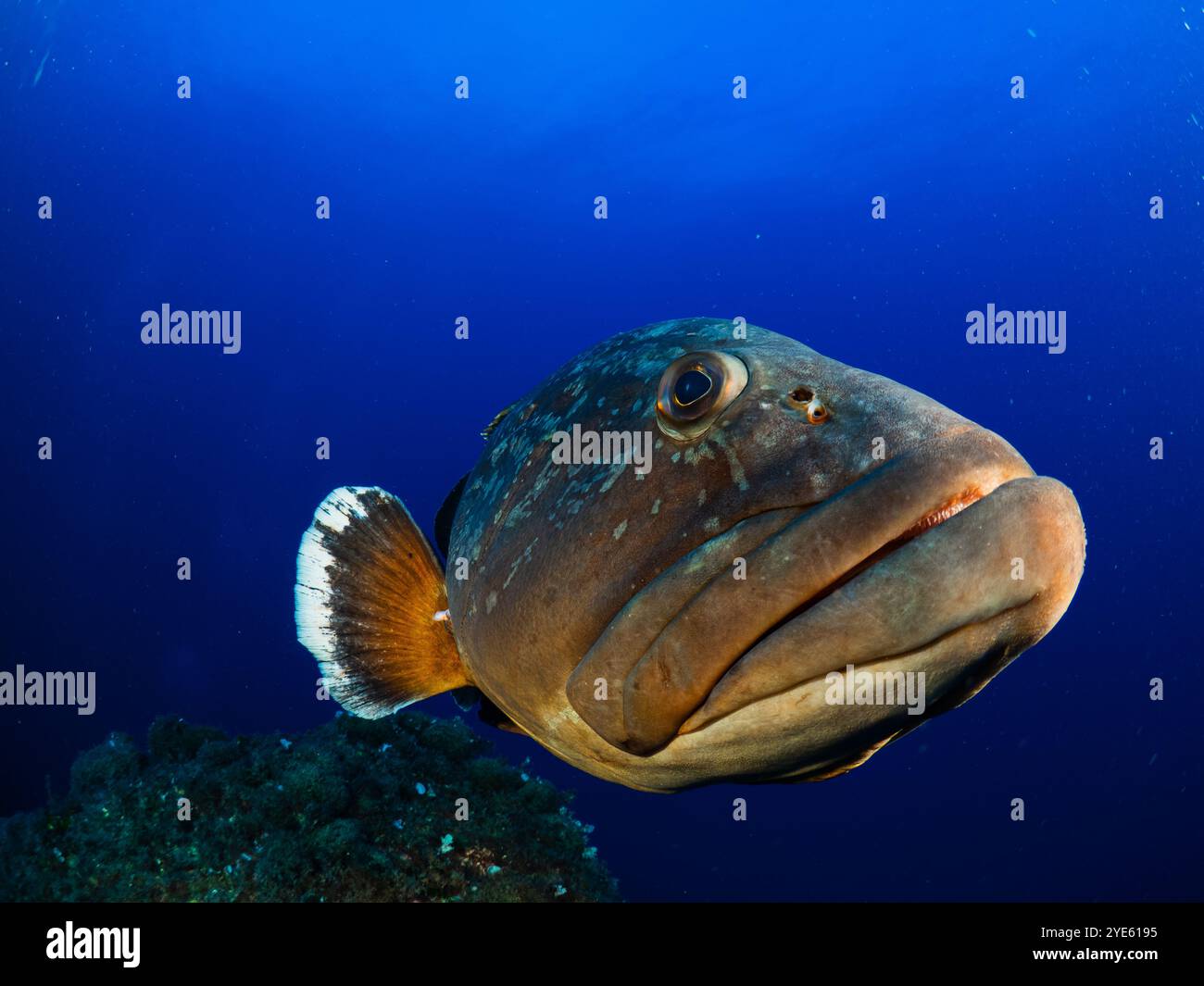 Primo piano della grotta di Dusky Epinephelous marginatus nel Mar Mediterraneo nelle Isole Medes su sfondo blu che guarda la fotocamera Foto Stock