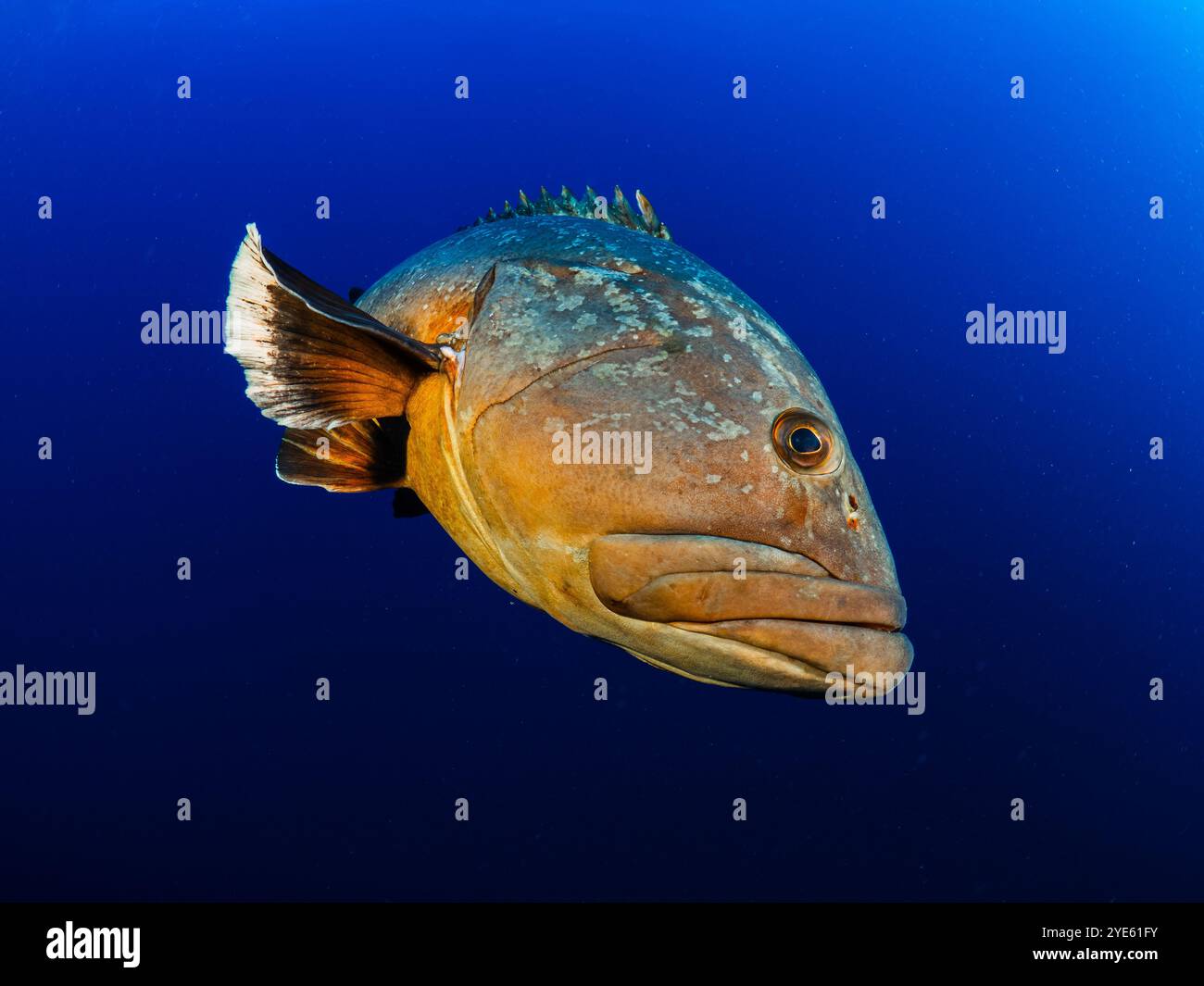 Primo piano della grotta di Dusky Epinephelous marginatus nel Mar Mediterraneo nelle Isole Medes su sfondo blu che guarda la fotocamera Foto Stock