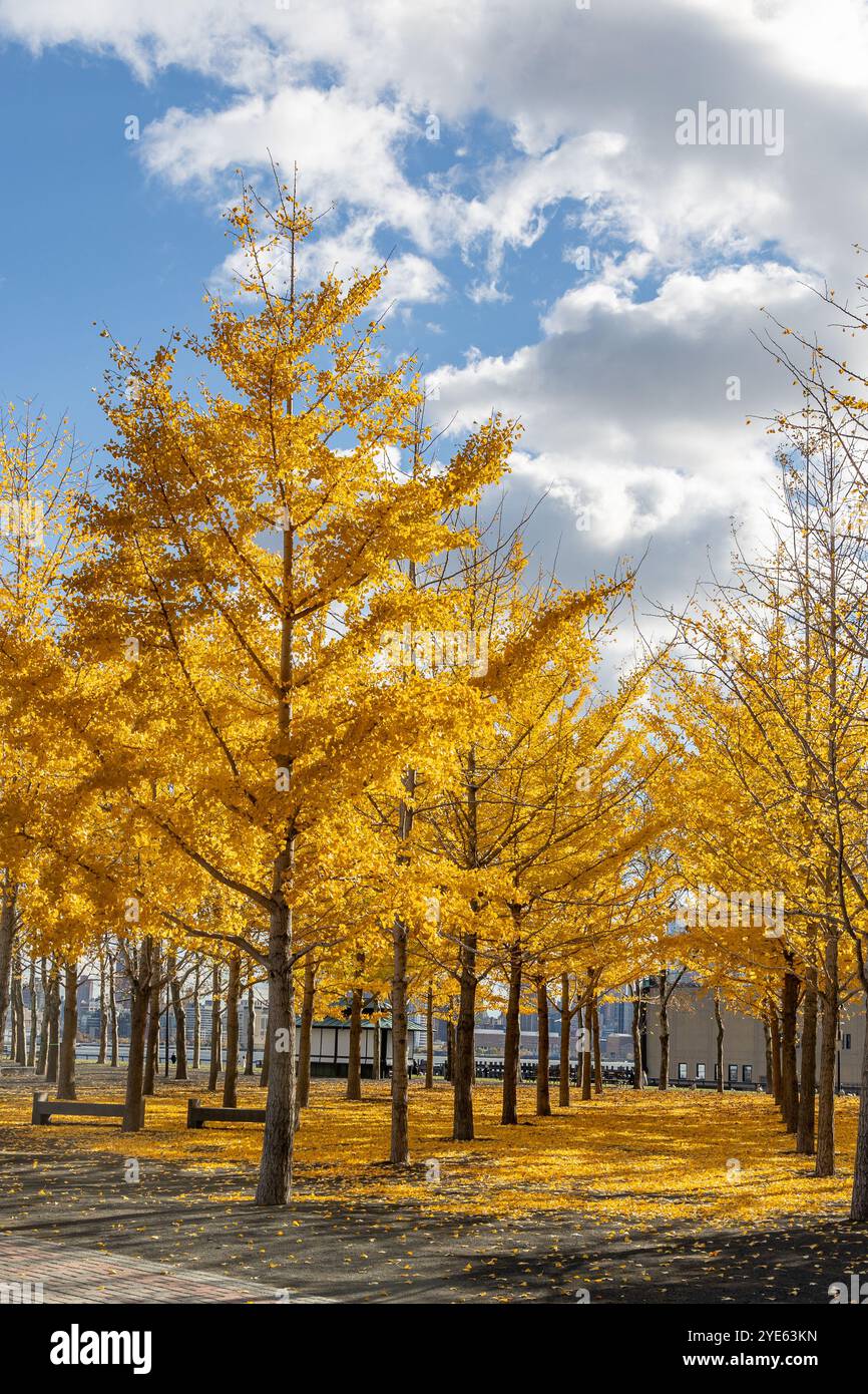 Splendido paesaggio autunnale caratterizzato da vivaci alberi gialli sullo sfondo di un cielo azzurro nuvoloso con un mucchio di nuvole bianche. Allineato gli alberi Foto Stock