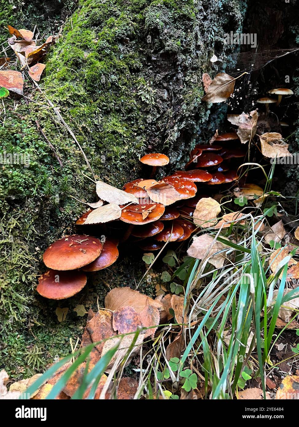 molti funghi sul tronco di una betulla, in autunno - Immagine stock catturata con smartphone