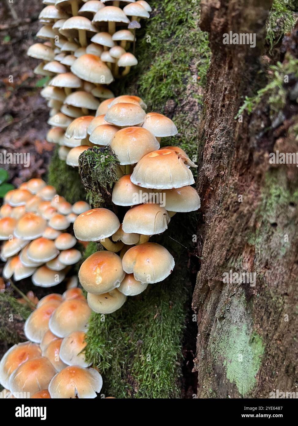 molti funghi su un tronco d'albero, in autunno - Immagine stock catturata con smartphone