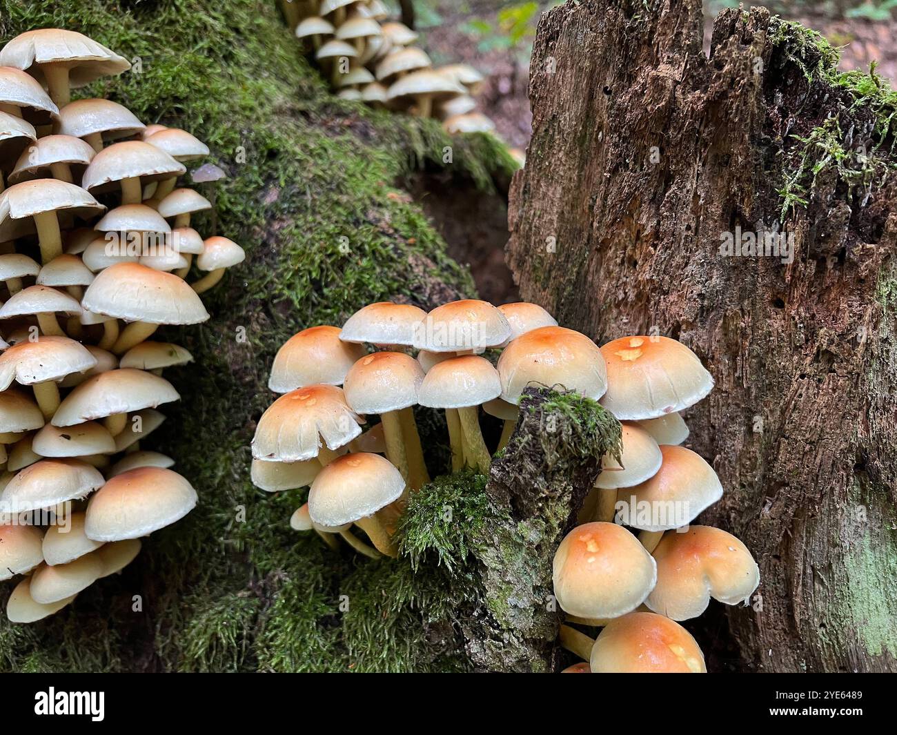 molti funghi su un tronco d'albero, in autunno - Immagine stock catturata con smartphone