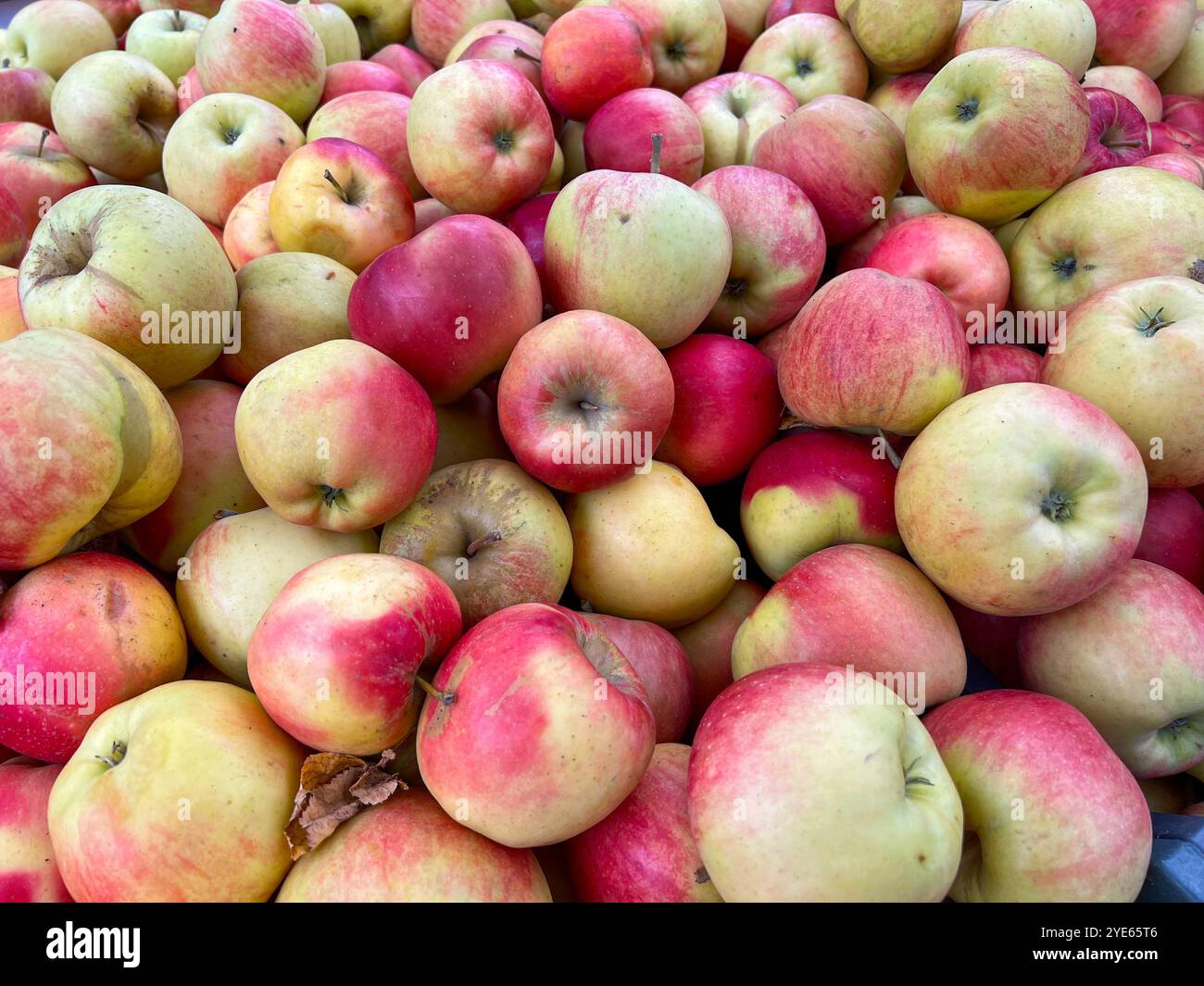 Sfondo Apple. Frutta dal mercato esterno. - Immagine stock catturata con smartphone