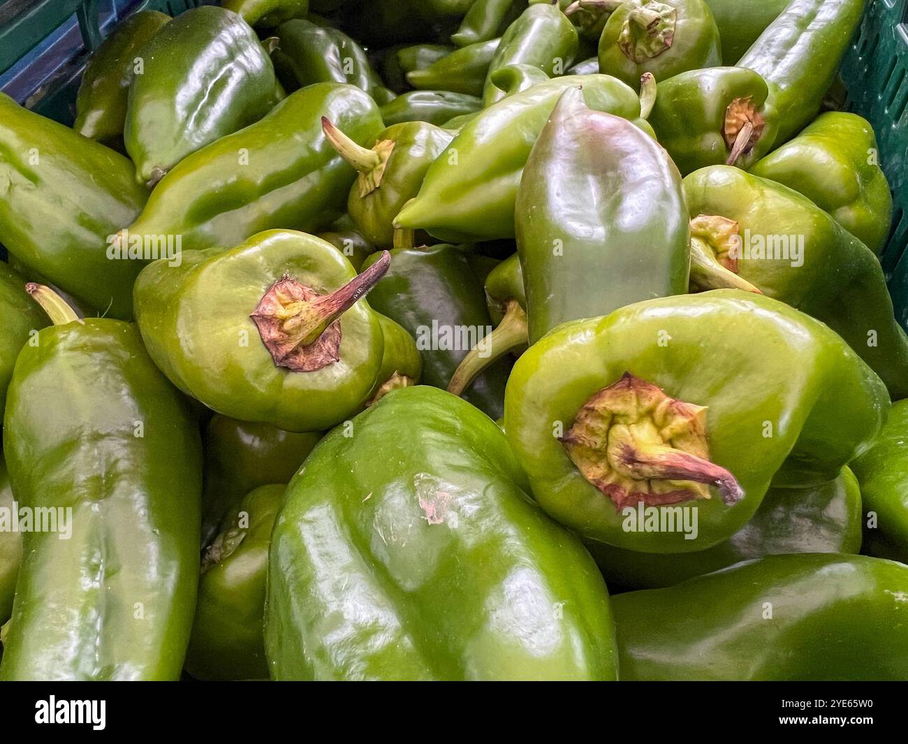 Fondo di capsico verde, capsico verde in scatola, capsico verde dal mercato, verdure dal mercato Foto Stock