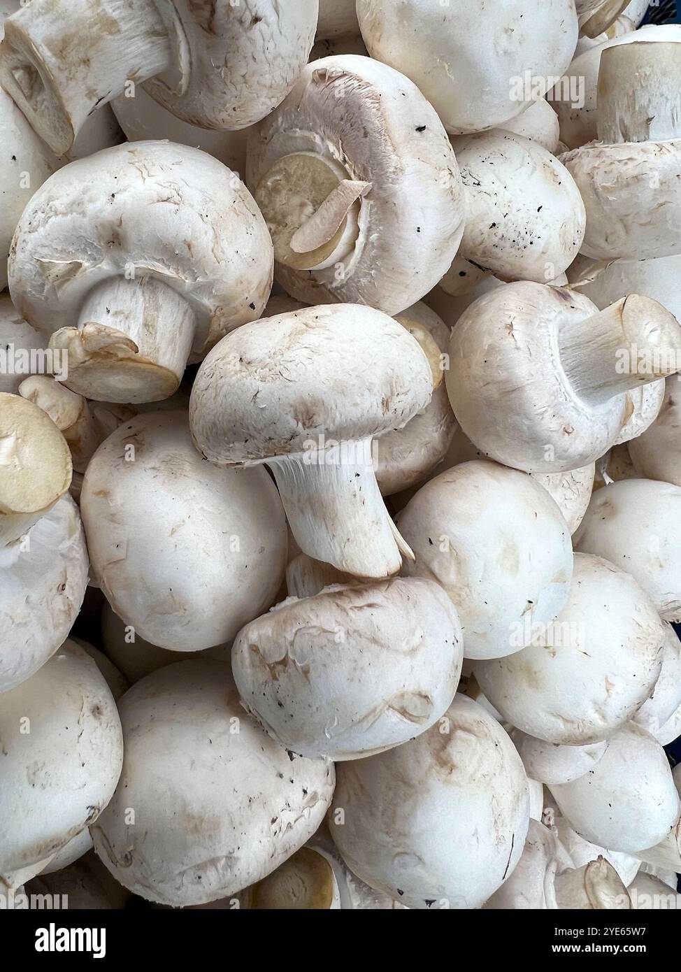 Storia dei Champignons. Fondo di funghi, funghi sul mercato. Foto Stock