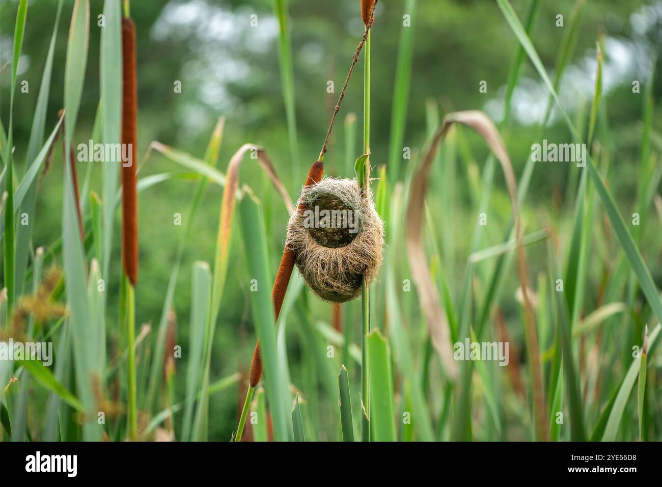 Il nido di una tessitrice a becco grosso (Amblyospiza albifrons) Foto Stock