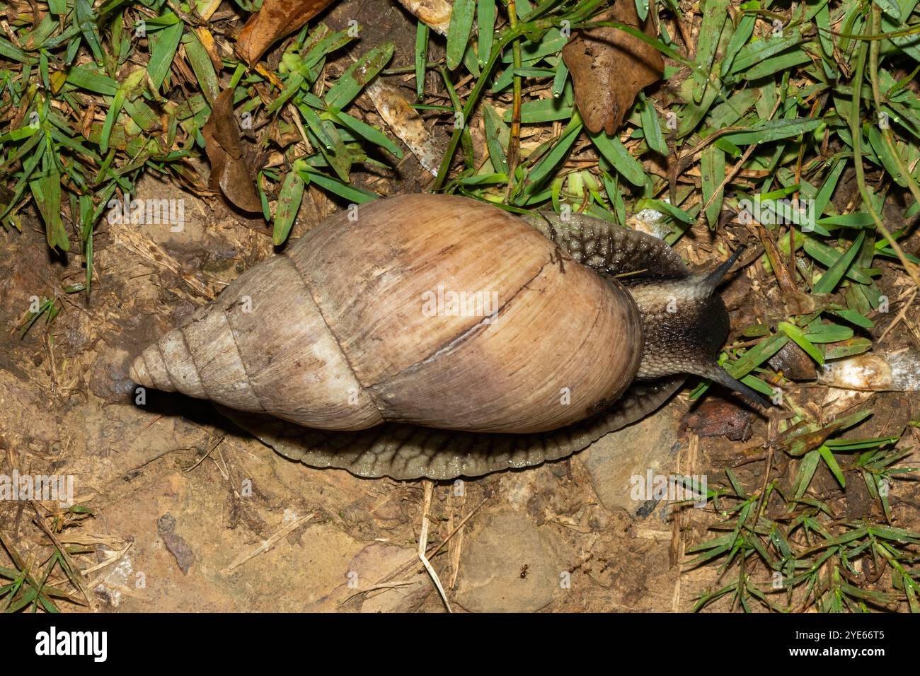 La più grande lumaca terrestre del Sudafrica, l’Agata spianata (Metachatina kraussi), in natura Foto Stock